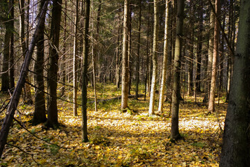 Fototapeta premium Deciduous autumn forest in central Russia. Daytime lighting