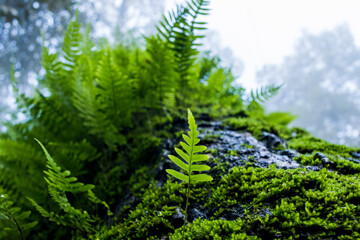 Various ferns in the forests