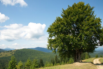 Large lone hornbeam in the summer Carpathian mountains.