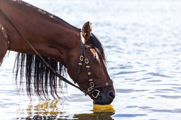 A bay P.R.E. horse drinking from a lake