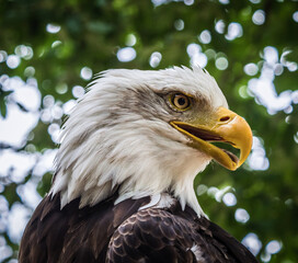 A bald eagle front view closeup in a raptor park in saarland