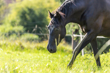 Portrait of a black P.R.E. horse on a meadow