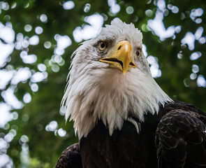 A bald eagle front view closeup in a raptor park in saarland