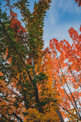 autumn trees in the forest