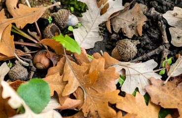 Fallen oak leaves and acorns on the forest floor
