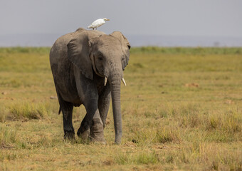 Fototapeta na wymiar Elephant in Africa 