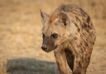 Schilderijen op glas Een hyena in de Mara, Afrika © Harry Collins