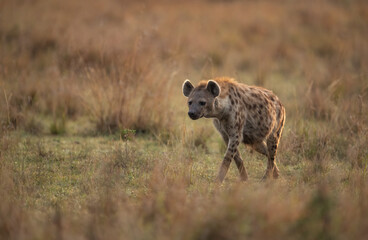 Een hyena in de Mara, Afrika