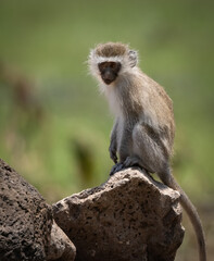 A monkey in Africa 