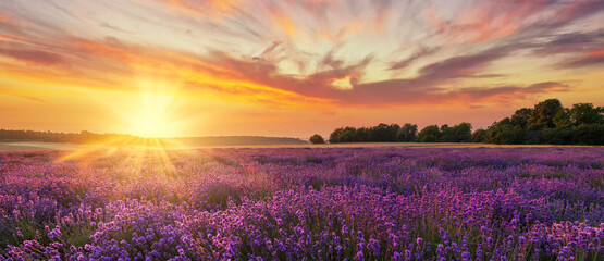 Beautiful summer sunset over lavender fields