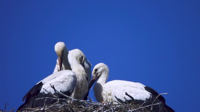 Three white stork chicks in nest. Chicks before departure. Folk bird, a symbol of home comfort and family
