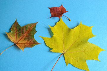 autumn leaves on a blue background