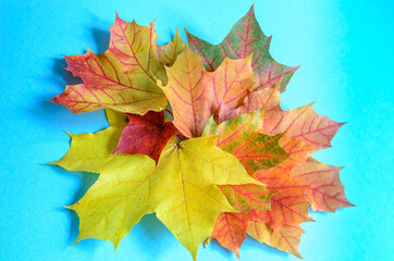 autumn leaves on a blue background