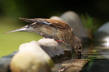 Linnet, Carduelis cannabina, female drinks water. Moravia. Czechia. Europe.