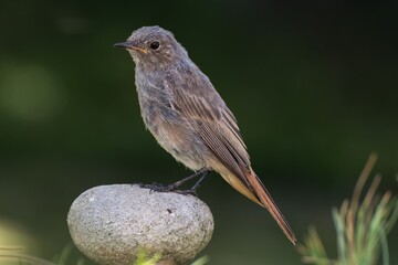 The black redstart , Phoenicurus ochruros, female on stone. Moravia. Czechia. Europe.