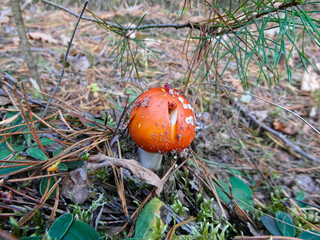 red fly agaric in the forest grass close-up