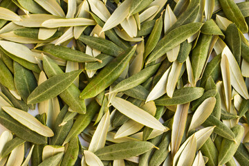 New crop green fresh olive leaves background,harvest concept.This image can be used vertically or...