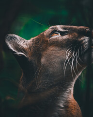 close up portrait of a cougar lion 