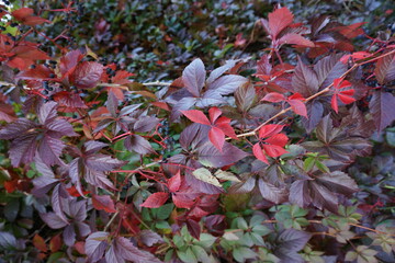 Vigne vierge, feuille et fruits