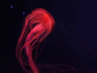 jellyfish in water © Максим Бубл