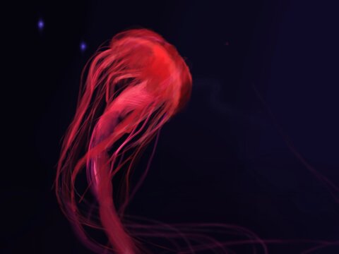 jellyfish in water