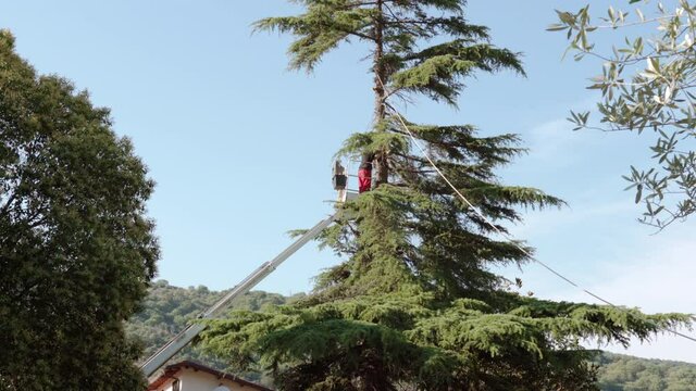 Male arborist standing on high chair lift crane platform and cutting down pine tree branches with electric chainsaw, tree worker in uniform using rope for safety. Professional lumberjack using garden