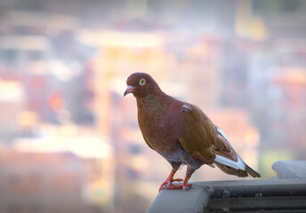 A brown orange pigeon sitting on a fence above city view from high altitude