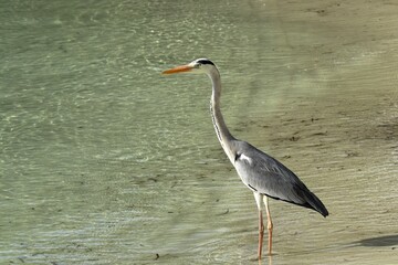 Waiting at the shore