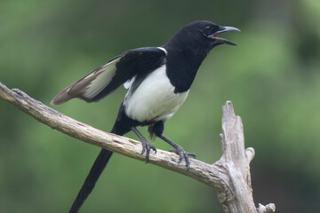 European Magpie Pica pica in various poses