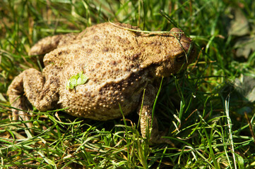 Closeup of a fat brown frog in the grass