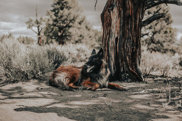 Belgian Shepard Dog in Central Oregon