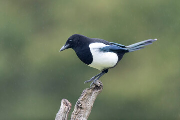 European Magpie Pica pica in various poses