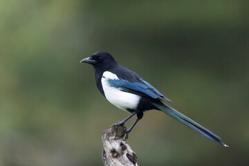 European Magpie Pica pica in various poses