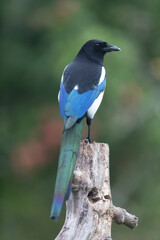 European Magpie Pica pica in various poses