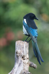 European Magpie Pica pica in various poses