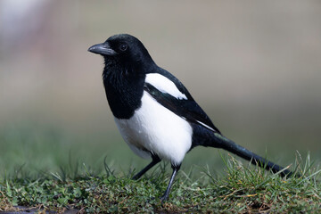 European Magpie Pica pica in various poses