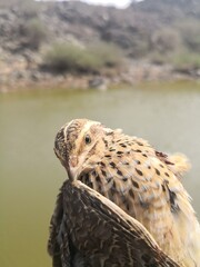 red tailed hawk