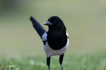 European Magpie Pica pica in various poses
