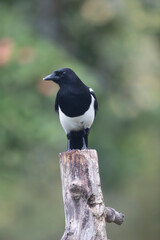 European Magpie Pica pica in various poses