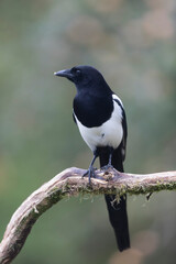 European Magpie Pica pica in various poses