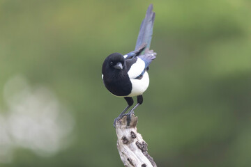 European Magpie Pica pica in various poses