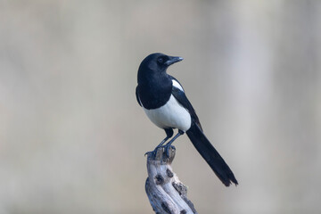 European Magpie Pica pica in various poses