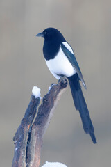European Magpie Pica pica in various poses