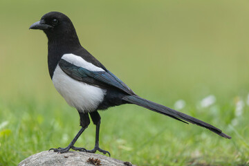European Magpie Pica pica in various poses