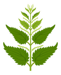 Blooming nettle bush in full growth on a white background