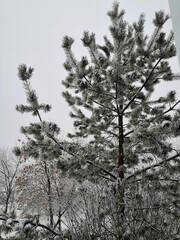 the bare needles of a coniferous tree in the forest froze in winter and were covered with frost