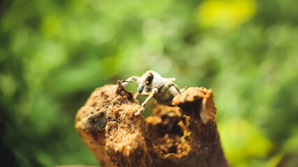 Fototapeta premium weevil