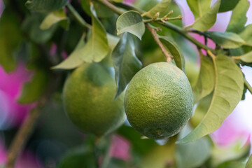 Lemon. Green lemons hanging on a tree branch.