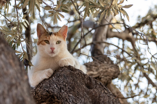 The cat is sitting on an olive tree.