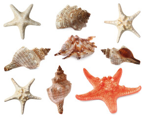 Collection of different beautiful sea stars and shells on white background